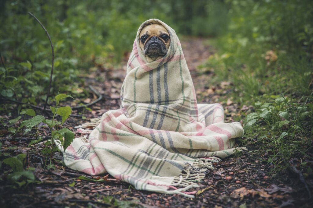 Sick dog covered in blanket