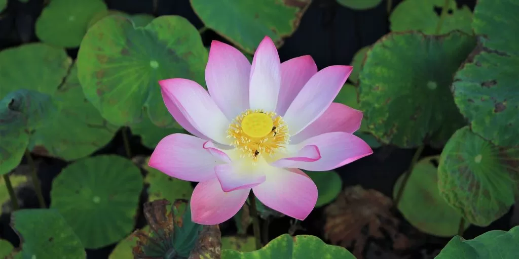 A pink lotus flower