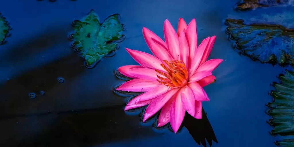 A beuriful pink flower on the water