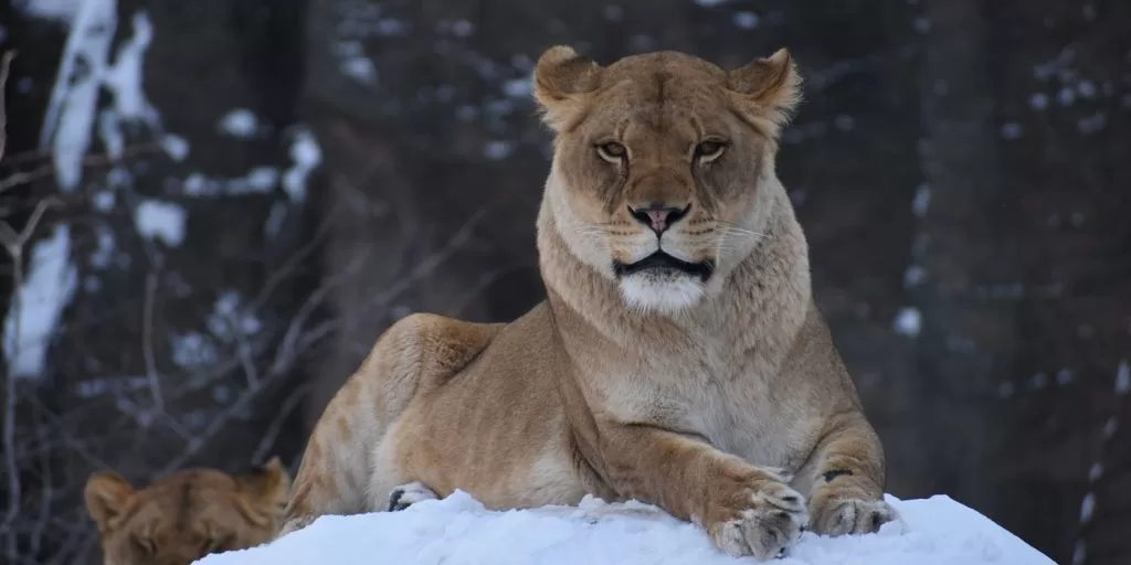 Lioness: The Symbol of a Predator Mindset