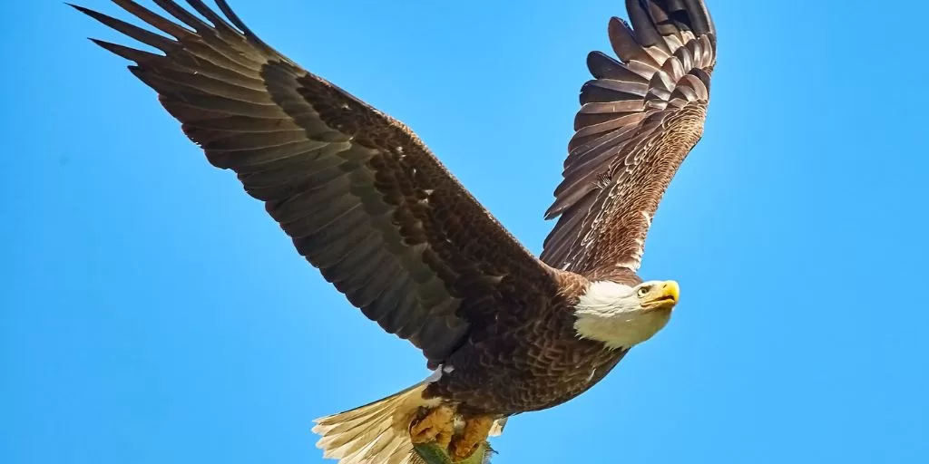 An eagle in the sky hunting for its prey