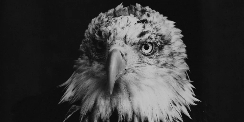 A black and white photo of an eagle