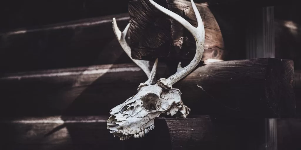A horned animal skull symbolizing prey