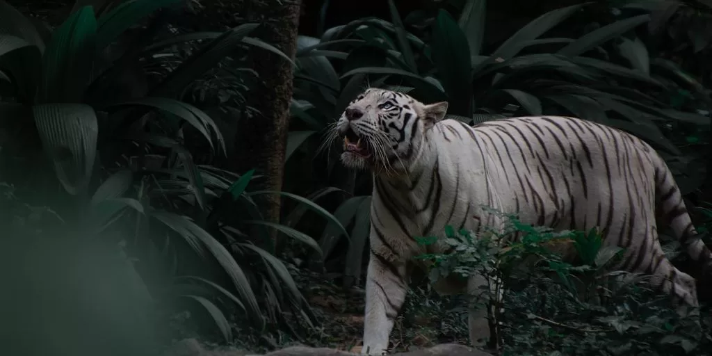 A wild white tiger in the forest hunting for its prey