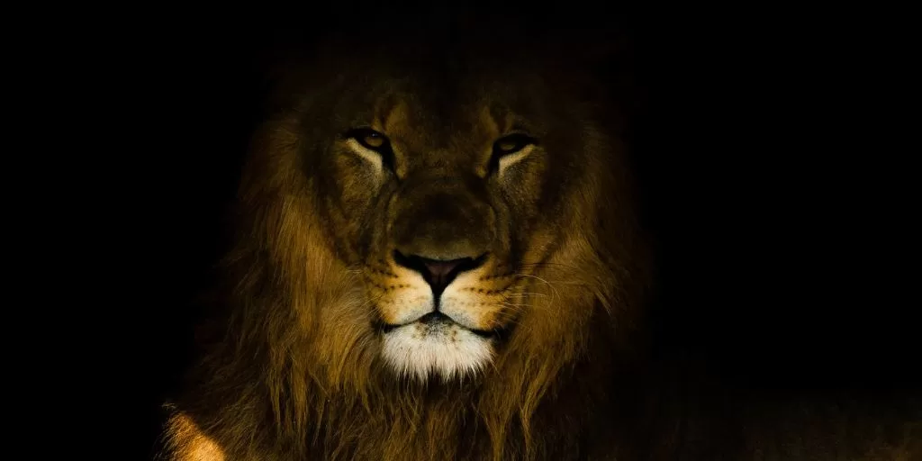 Predator mindset: A vigilant lion in the darkness