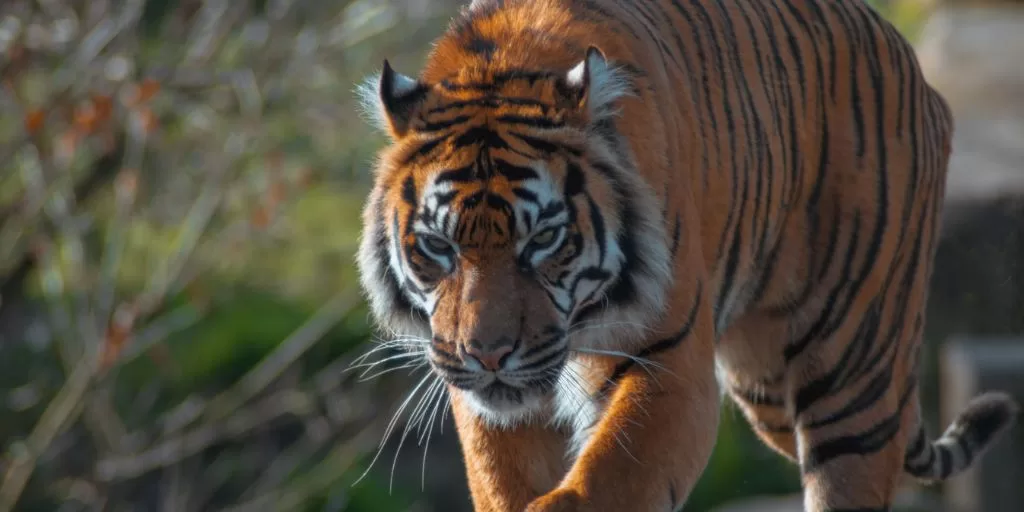 A wild tiger preparing to attack