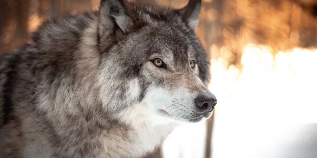 Wolf: A predator in the wilderness