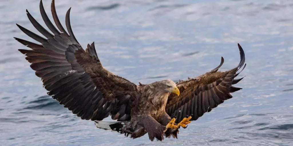 Hunting eagle - one of the leaders in the animal world