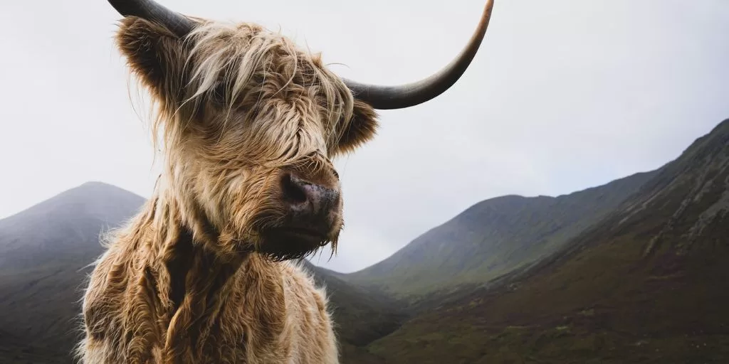 Yak - a powerful animal