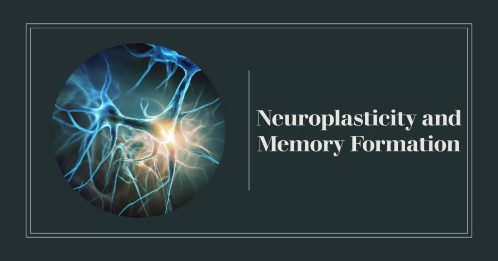 Neuroplasticity and Memory Formation: Neurons in the Brain