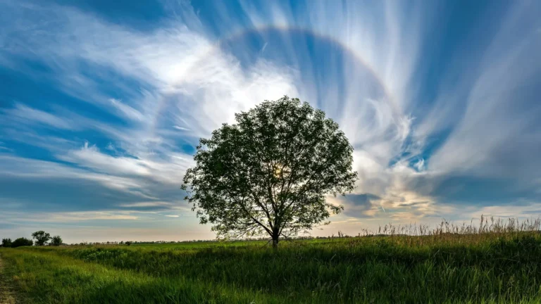 Beautiful and calming landscape: A lone tree with a halo around it on a meadow