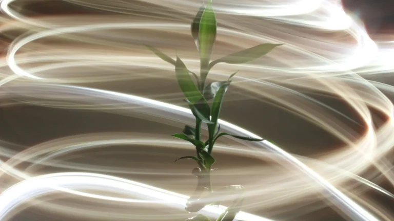 A blooming flower surrounded by a vortex of Reiki energy