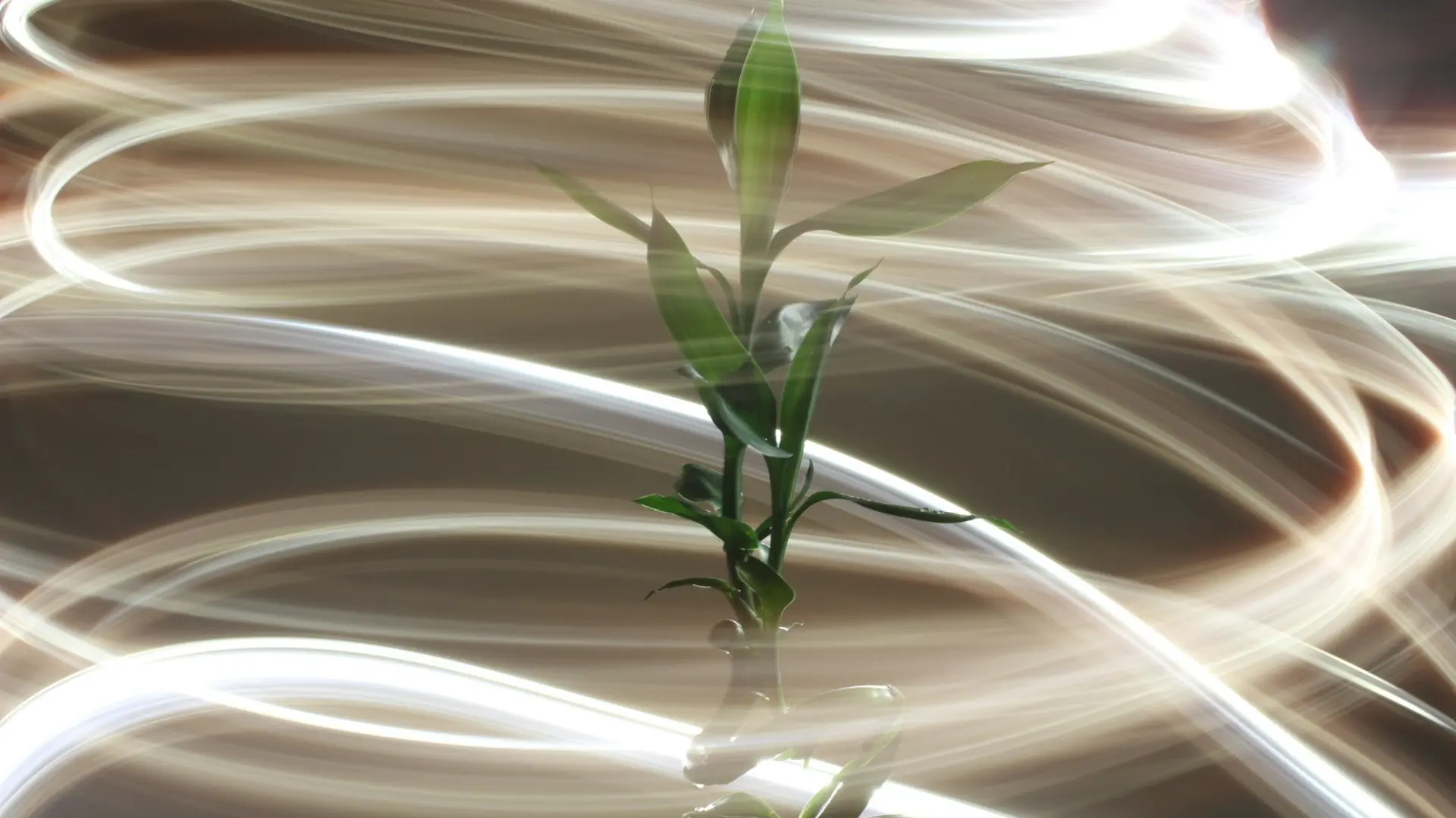 A blooming flower surrounded by a vortex of Reiki energy