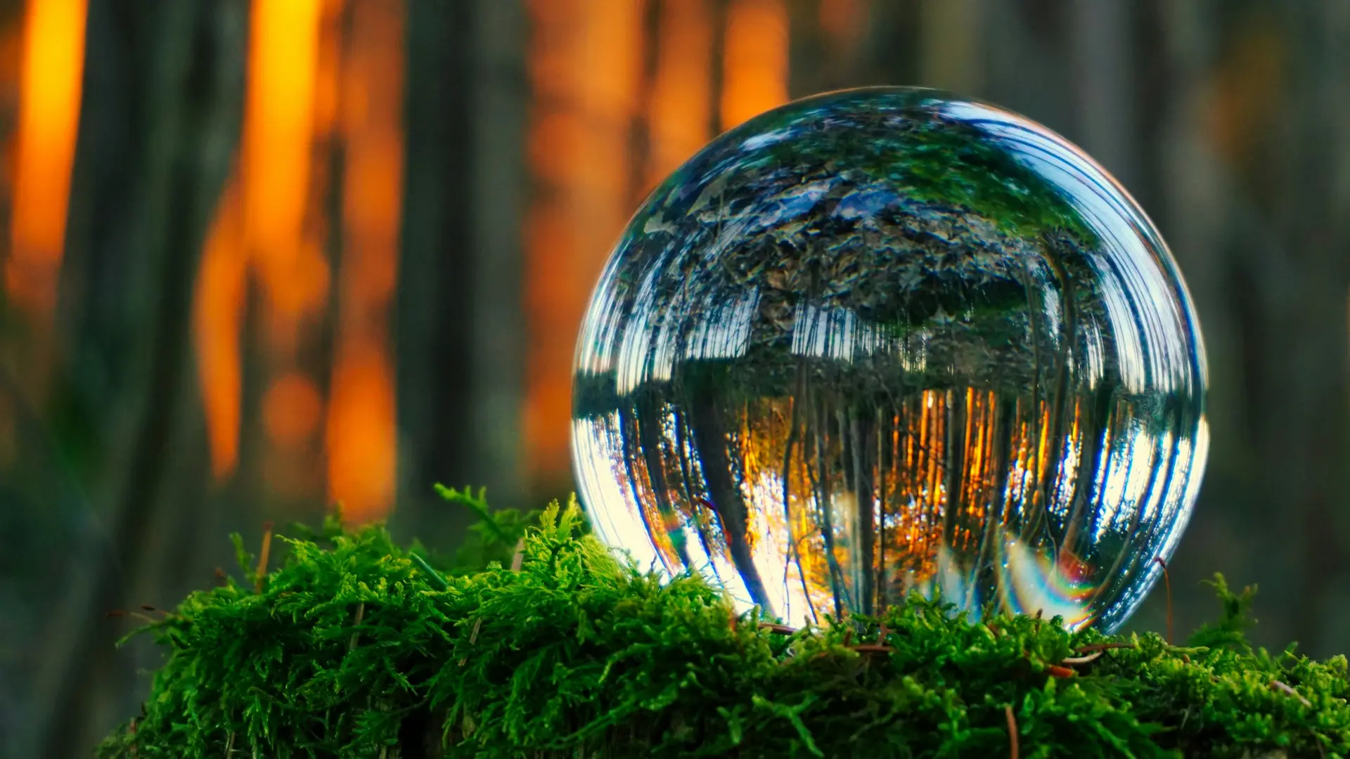 Calm scenery: A glass ball in a forest, reflecting the trees