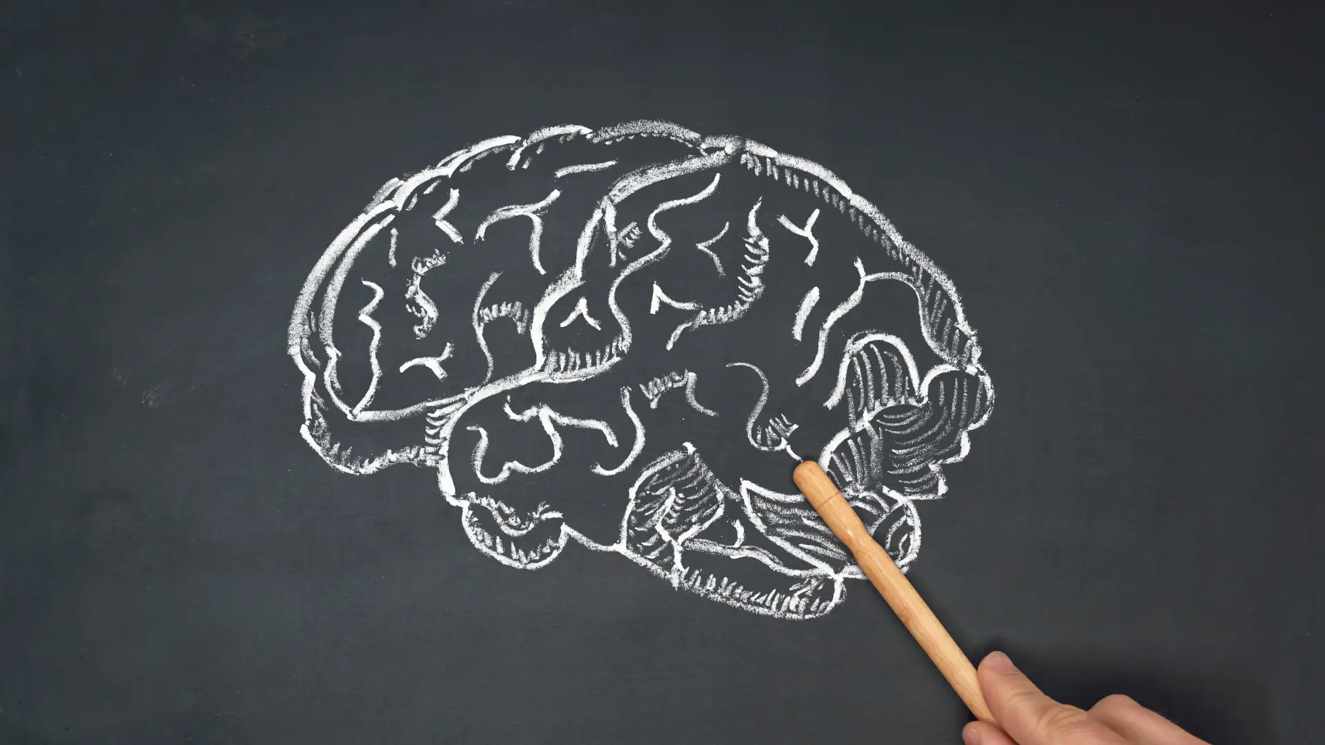 Human brain sketched on a chalkboard