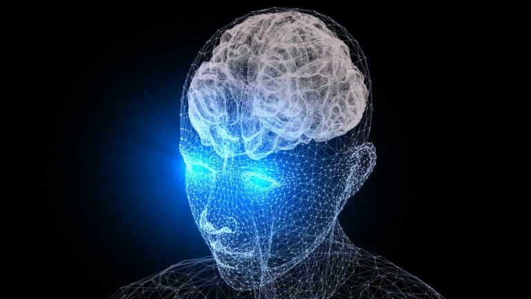3d model of a human skull and brain