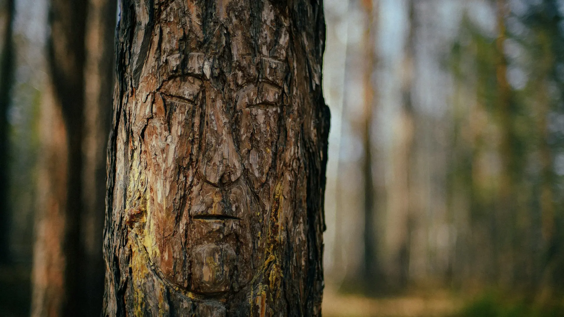 Mystical face carved on a tree in a forest