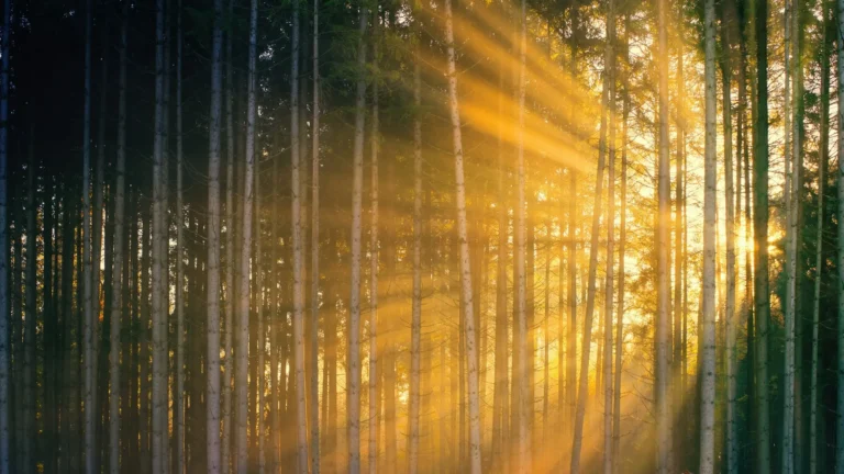 Soothing picture of sunrays in a beautiful forest